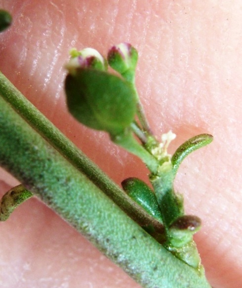 Lepidium graminifolium / Lepidio graminifoglio